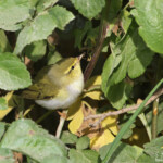 Pouillot siffleur (Porquerolles)