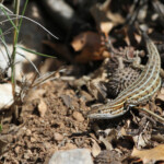 Psammodrome d'Edwards, Sainte-Victoire, Bouches-du-Rhône, France