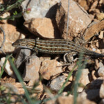 Psammodrome d'Edwards, Sainte-Victoire, Bouches-du-Rhône, France