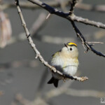 Roitelet huppé - Sainte-Baume