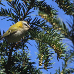 Roitelet triple bandeau - Sainte-Baume