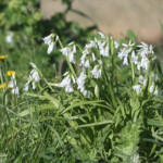 Ail à triple feuille (Roubaud, Hyères)