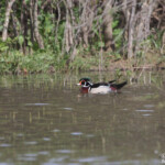 Canard carolin (Roubaud, Hyères)