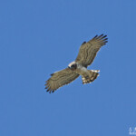 Circaète Jean-le-Blanc (Roubaud, Hyères)