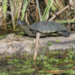 Cistude d'Europe (Roubaud, Hyères)
