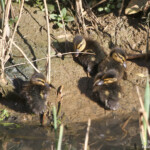 Colverts (Roubaud, Hyères)