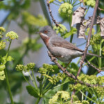 Fauvette des Balkans, Sylvia cantillans albistriata, Roubaud (Hyères, 83) 28/03/2015