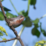 Fauvette des Balkans, Sylvia cantillans albistriata, Roubaud (Hyères, 83) 28/03/2015