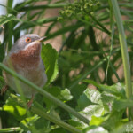 Fauvette des Balkans, Sylvia cantillans albistriata, Roubaud (Hyères, 83) 28/03/2015