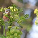 Fauvette des Balkans, Sylvia cantillans albistriata, Roubaud (Hyères, 83) 28/03/2015