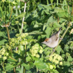 Fauvette à tête noire femelle, Roubaud (Hyères, 83)