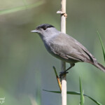 Fauvette à tête noire mâle (Roubaud, Hyères)