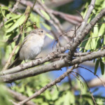 Pouillot véloce type tristis (de Sibérie) (Roubaud, Hyères)