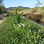 Roubaud