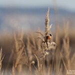 Rémiz penduline - Saint-Chamas (Etang de Berre, 13)