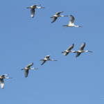 Spatules blanches, Platalea leucorodia, Camargue
