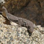 Tarente de Maurétanie - Tarentola mauretanica, Aiguamolls - Espagne