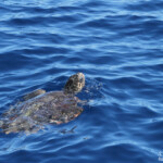 Tortue caouanne, PACA, France