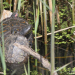 Tortue de Floride et Cistude d'Europe, Hyères, France