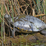 Tortue de Floride, le Roubaud (Hyères, 83)