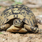 Tortue grecque, Maroc