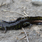 Triton marbré, Catalogne, Espagne