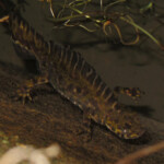 Triton marbré, Catalogne, Espagne