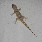 Tropical house gecko, hemidactylus mabouia - Sainte-Lucie, Afrique-du-sud