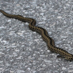 Vipère péliade - Vipera berus, Norvège