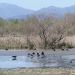 Ibis falcinelle, Aiguamolls