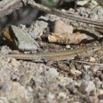 Lézard catalan, Podarcis liolepis Aiguamolls