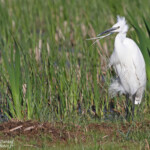 Aigrette garzette, Aiguamolls