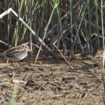 Bécassine sourde - Aigaumolls avril 2015