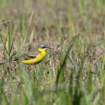 Bergeronnette printanière flava, Aiguamolls