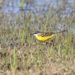 Bergeronnette printanière cinereocapilla, Aiguamolls