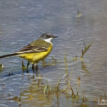 Bergeronnette printanière cinreocapilla, Aiguamolls