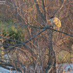 Bihoreau gris, Aiguamolls