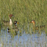 Canard pilet, Aiguamolls