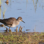 Chevalier sylvain, Aiguamolls