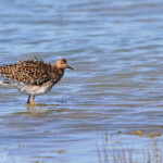 Combattant varié, Aiguamolls