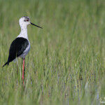 Échasse blanche, Aiguamolls