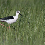 Échasse blanche, Aiguamolls