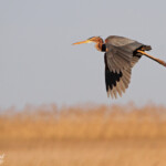 Héron pourpré, Aiguamolls