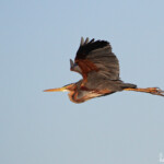 Héron pourpré, Aiguamolls
