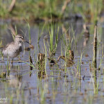 Chevalier sylvain, Aiguamolls