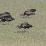 Ibis falcinelle, Aiguamolls