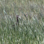 Ibis falcinelle, Aiguamolls