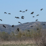 Ibis falcinelle, Aiguamolls