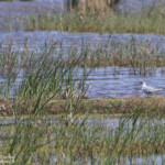 Mouette pygmée, Aiguamolls