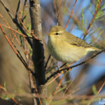 Pouiloot fitis, Aiguamolls